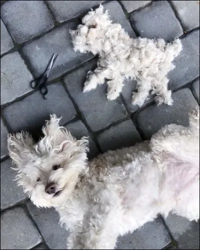 Flocon est un jeune chien de race chow-chow qui attend une nouvelle famille depuis plusieurs mois dans un refuge animalier. Quelle est à votre avis la cause de cet abandon ?