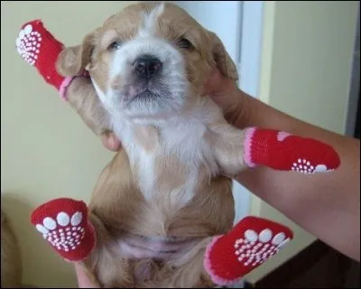 Suite à son déménagement, Karine ne supporte plus sa chienne, Léonie, petite chihuahua, âgée de 2 ans. Elle décide donc de l'abandonner. Mais pourquoi ?