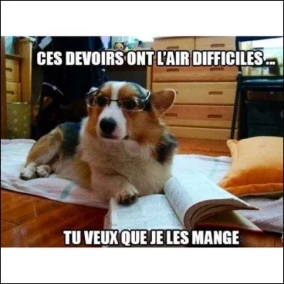 La colère de Sonia, étudiante studieuse, vient de l'inciter à abandonner Izia, jeune femelle fox terrier
dynamique et joueuse car :