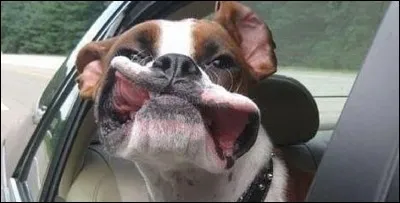 Il y a quelques jours une femme enceinte est venue abandonner son chien, un magnifique boxer, sous prétexte :