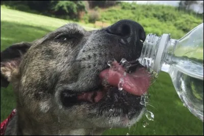 Arthur est un petit goret, c'est pourquoi il se retrouve dans un refuge animalier. Selon vous, qu'est-ce qui a poussé son maître à l'abandonner ?