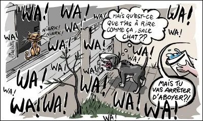 Basenji, magnifique terrier du Congo, vient d'être abandonné pour une raison assez loufoque :