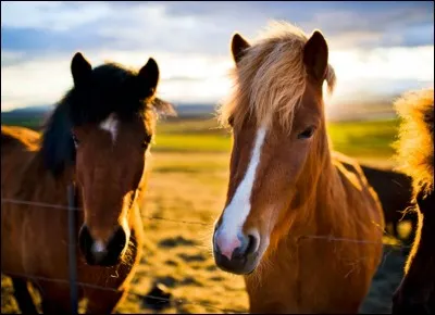 Quelle robe n'existe pas pour les chevaux ?