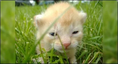 Que ne mange pas le chat ?