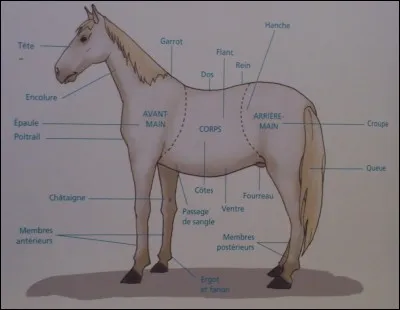 "À cheval donné on ne regarde pas"... Ce qui signifie qu'on ne fait pas le difficile au sujet d'un cadeau. Quelle partie du cheval ne regarderez-vous pas ?
