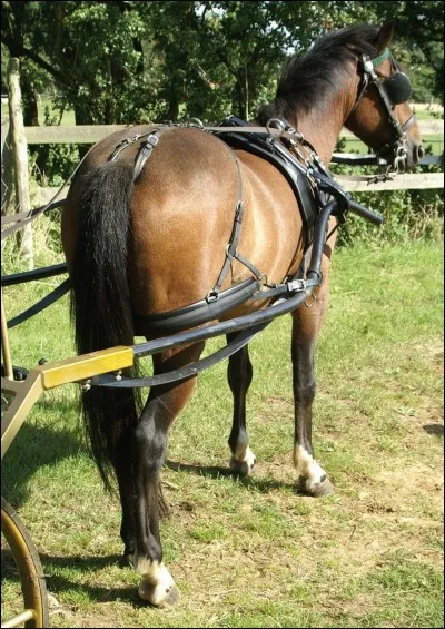 Que signifie "tailler des croupières" ?