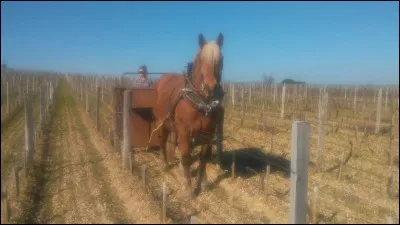 Donner un coup de collier signifie répondre à un surplus de travail, cela fait allusion au cheval qui tire une charge lourde. Mais est-ce indiqué pour un cheval de mettre un coup de collier ?