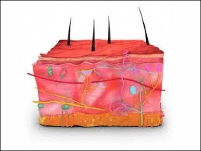 Comment s'appelle la couche de tissus immédiatement située sous le derme de la peau ?