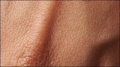 À qui appartient la nouvelle nommée "Peau" ?