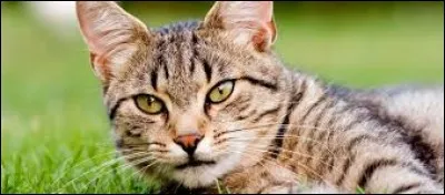 En anglais, le chat se dit 'cat'.