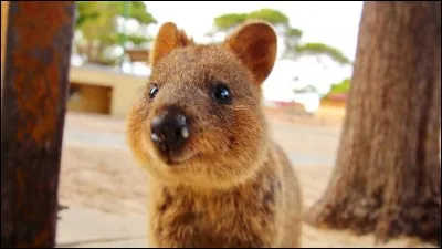 Le petit marsupial que nous apercevons ici se nomme...