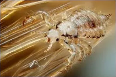 Quel insecte parasite trouve-t-on parfois dans les cheveux ?