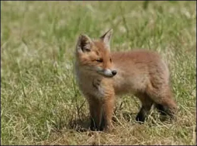 Comment orthographie-t-on le nom du bébé renard ?