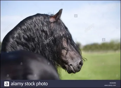 Quelle est la race de ce cheval ?