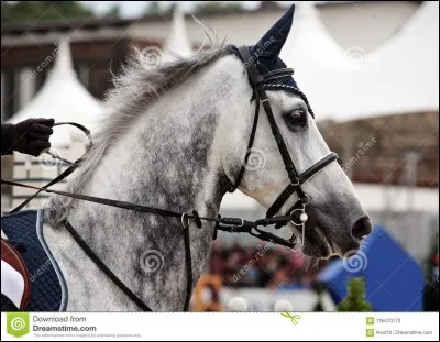 Quelle est la robe de ce cheval ?