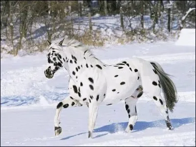Quelle est la robe de ce cheval ?