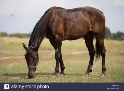 Quelle est la robe de ce cheval ?