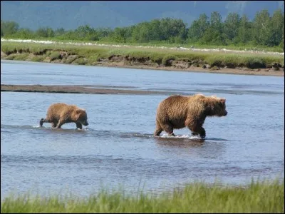 Où se trouve l'île Kodiak, célèbre pour ses ours ?