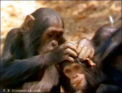 Il arrive fréquemment aux chimpanzés de manger les poux sur la tête d'un congénère.

Coche les relations représentées sur cette image.