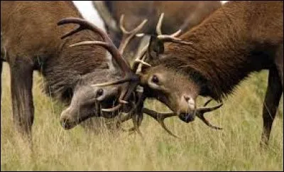 Coche le type de relation et la relation dont il est question sur cette image.