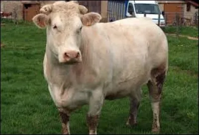 Quelle est la race de cette vache ?