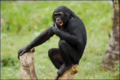 Quelle est la race de ce singe ?