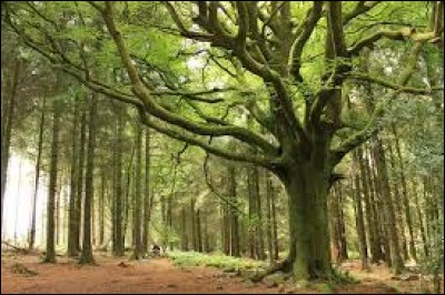 Le forêt de Brocéliande, parfois identifiée à la forêt de Paimpont, se trouve en Normandie.