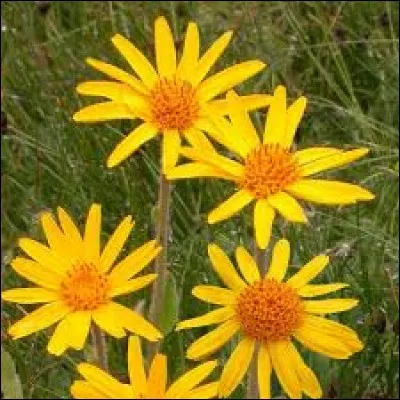 Quel est le nom de cette fleur ?