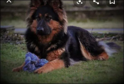 Cette race de chien, l'Altdeutscher Schäferhund, préfère....
