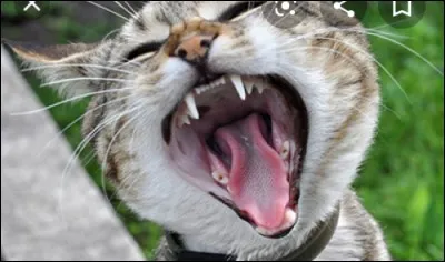 Dans la préhistoire le chat était...