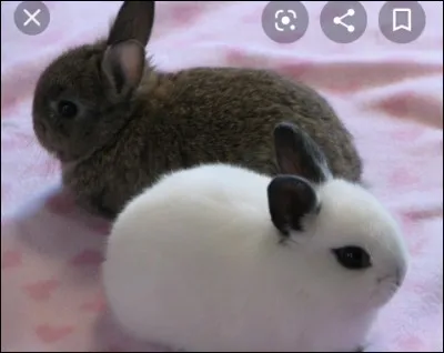 Le lapin peut avoir ... dans une portée