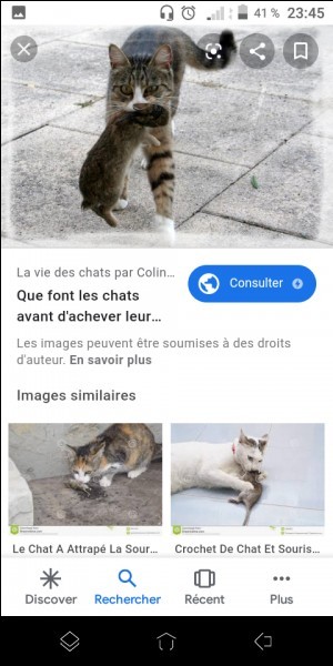 Quiz Animaux
