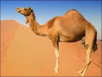Que contient la bosse d'un dromadaire ?