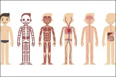 Sur quelle partie du corps apparaît le losange de Michaelis ?