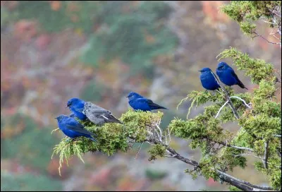 Qui sont ces habitants de l'Himalaya ?