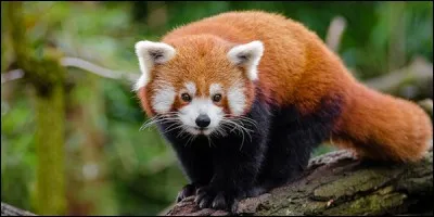 Quel est cet animal ?