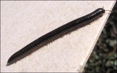 Le mille-pattes a mille pattes.