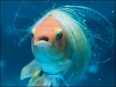 Comment se nomme le poisson rouge de Brice ?