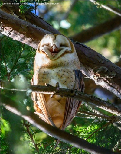 Cette photo de Kenneth-Tinkham, intitulée'' Laughing barn owl'', s'est mérité le ''Comedy Wildlife Photography Awards'' pour 2019. La mission de cet organisme est de sensibiliser les gens au sujet de la conservation des animaux. Le mécanisme en est subtil : nous faire rire pour que nous voulions conserver ce monde en vie.D'après moi, cet oiseau n'a pas d'aigrettes, alors c'est une…
