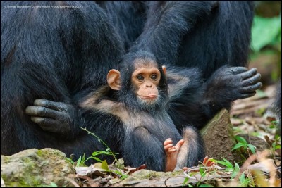 Thomas Mangelsen, photographe depuis 40 ans, est l'auteur de ce cliché, nommé ''Laid Back'', qui s'est mérité le '' Comedy Wildlife Photography'' pour 2019. Il s'agit d'un petit singe de Tanzanie, qu'ils ont nommé ''Gombe'' (du nom du parc) et qui semble dire : '' Moi, je reste calme''. Nommez cette espèce, en danger, dont il ne reste plus qu'entre 170,000 et 300,000 individus.