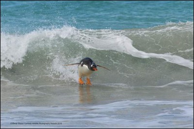 Photo étonnante d'un animal qui l'est autant : ne dirait-on pas qu'il pratique le surf ? Avec ce cliché, le photographe allemand depuis 30 ans, Elmar Weiss a gagné le ''Comedy Wildlife Photography Awards 2019''.Quel est le nom de cet oiseau du grand froid ?
