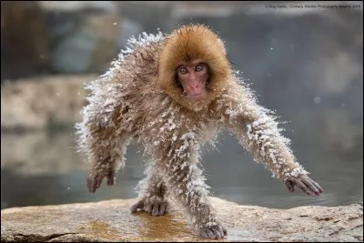 Wow ! Roie Galitz l'a appelé : ''Spaceman''. Ses photos sont sur tous les médias (BBC, PBS, National Geographic et plus). Il est aussi ambassadeur pour Greenpeace. Comme les précédents photographes, il a été honoré du CWPA pour 2019.
Où est-il allé chercher cet E.T.?