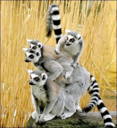 J'ai questionné Google sur cette photo et ils ont classé cela dans douceurs de vivre : amusante pour nous en raison en partie de leur apparence mais pour eux, c'est la douceur d'être ensemble, tous bien concentrés dans la même direction.
Quel est le nom de ce clown qui nous fait bien rire ?