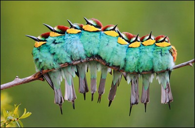 José Luis Rodríguez est l'un des photographes espagnols les plus reconnus depuis 30 ans. Cette photo est l'une de ses favorites, il lui a donné le nom de : ''Bird Caterpillar''. Il veut montrer la nature et la vie, autrement.Quel est le nom de ce bel oiseau ?