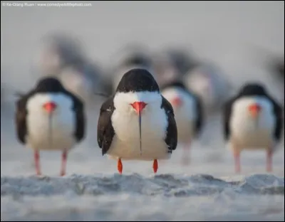 Cette photo de Ke Qiang Ruan, photographe américain, s'est mérité le Comedy Wildlife Photography Awards'' de 2018. Le bec, de ces oiseaux marins, élégants au vol, est formé : ''d'une mandibule inférieure plus longue que la supérieure, ce qui donne au volatile un air bizarre, lorsqu'il est fermé.'' 
Nommez cet oiseau qui semble dire : ''Je suis le chef, formez vos bataillons, en rangs serrés''.