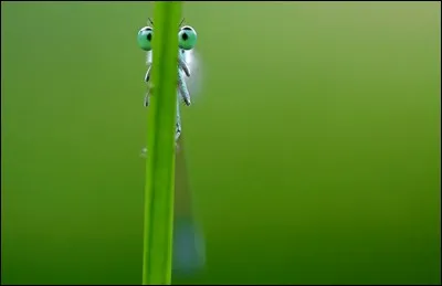 Roeselien Raimond, une photographe hollandaise, a fait une série de macro photos (2013) sur le thème : ''Don't bite the plant that eats you''. On y voit des insectes gobés par les plantes qu'ils mangent.
Sa mission : ''People see what we have to cherish and why''.
Ici, elle avoue qu'elle a joué à la cachette avec…