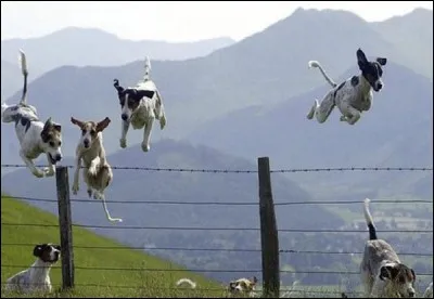 Cette photo de Milan Kundera a cette dédicace : ''Seuls les animaux n'ont pas été chassés du Paradis.'' La Pape François a consolé un enfant en lui disant, conformément à la Bible, qu'il retrouverait, son ami au Paradis. On le voit bien que ce sont des anges, ils volent.
Alors, son ami, c'était un quoi ?