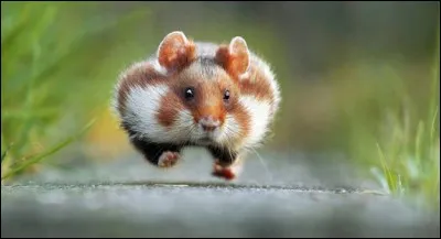 Julian Rad a fait un fantastique travail auprès des petits animaux, ce qui lui a d'ailleurs permis de remporter le premier prix du « Comedy Wildlife Photography Awards » en 2015, ainsi 1ère Place à l'EuroNature “Naturschätze Europas” de 2016 avec le cliché intitulé « rush hour », où le petit rongeur donne vraiment l'impression d'être en retard.
Vous devez trouvez le nom du petit pressé.