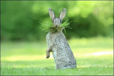 '' Quoi de neuf docteur ?'' Nous autres, en Amérique, on avait le commentaire suivant : ''Eh what's up, doc ?'' Répartie la plus célèbre de Bugs Bunny dans les Looney Tunes. De quelle espèce est l'animal sur la photo d'Olivier Colle qui s'est mérité le''Comedy Wildlife Photography Awards'' ?