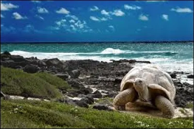 Cette tortue emblématique foule le sol...